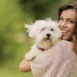 El Bichón Maltés: Perro Ideal para Amantes de la Calma y los Aficionados por las Alergias Leves