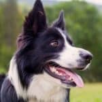 La Sabiduría Canina del Border Collie: Un Recorrido por la Inteligencia y la Finesidad de Esta Raza