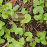Centella Asiática: La Flor Milagrosa para la Piel y la Salud