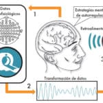 Clave 1: Características cerebrales propias en niños zordos basadas en neurociencia