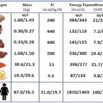 Cómo calcular la Edad Metabólica: guía paso a paso