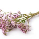 Efectos secundarios de la valeriana: guía completa