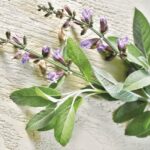 Guía de plantas medicinales y bebidas para aliviar los síntomas de la menopausia