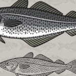 Pescado carbonero: Seis razones por las que es tendencia