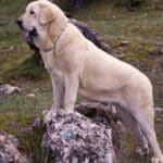 El Mastín Español: Un Perro de Gran Presencia y Carácter Dócil