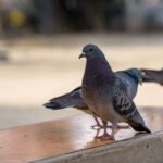 Colombofobia: un pánico a las palomas