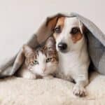 Cómo lograr una convivencia feliz y armoniosa entre perros y gatos en el hogar