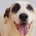 Bobtail: El encantador perro grandullón que todo peludillo amante de los juegos debe conocer
