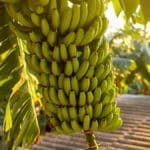 Calorías del Plátano de Canarias: la mejor opción frente a la banana
