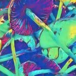 Hongos alucinógenos: 5 curiosidades sorprendentes
